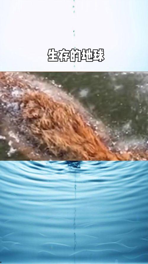 地球生病了视频,揭秘“生病”地球的危机与应对之道